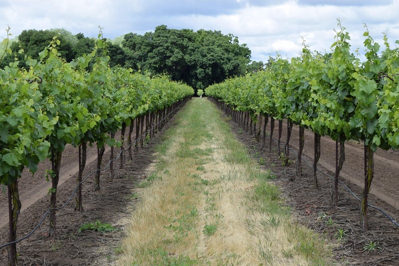 Vineyard Wedding